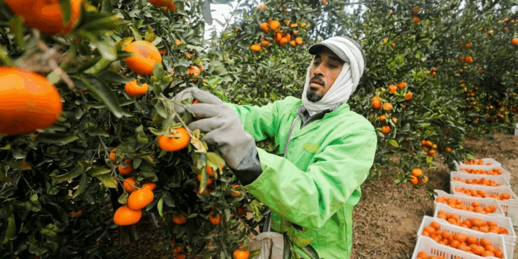 Ägyptens Agrarexporte erreichen Rekordwert von 6,24 Millionen Tonnen seit Anfang 2025