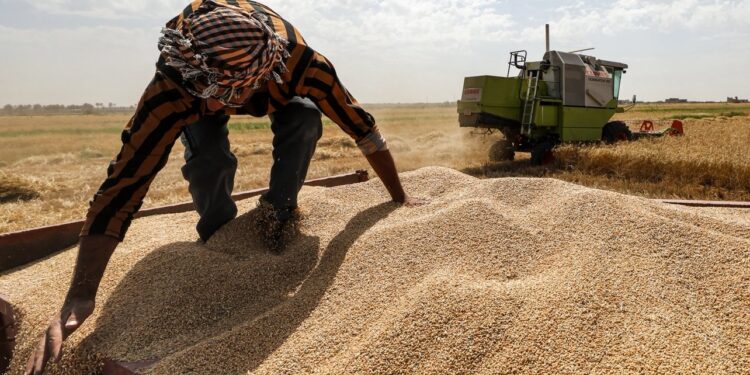 Irak erreicht Rekordweizenvorrat, ausreichend bis 2027